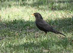 Chinese Blackbird