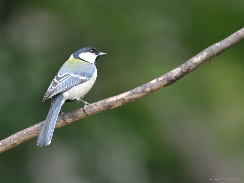 Cinereous Tit (minor), identification