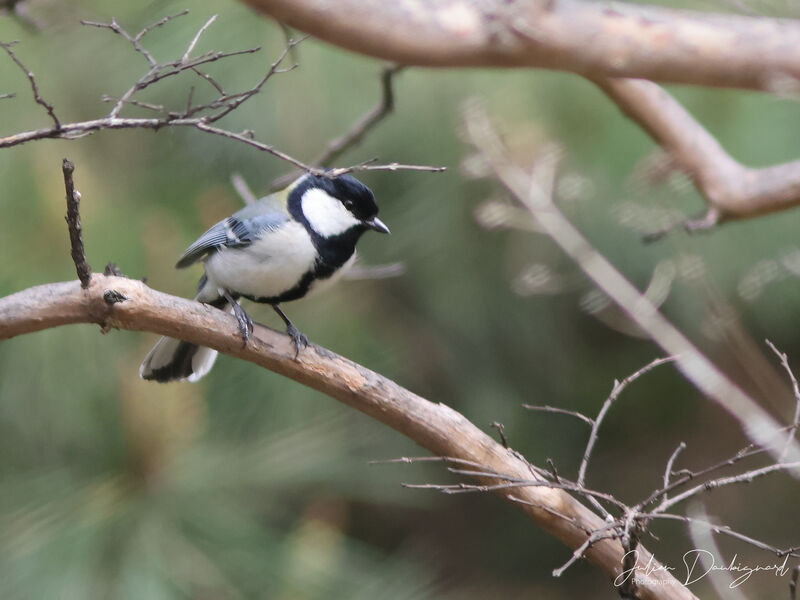 Mésange de Chine, identification