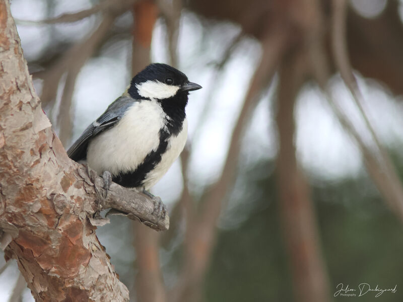 Cinereous Tit (minor), identification