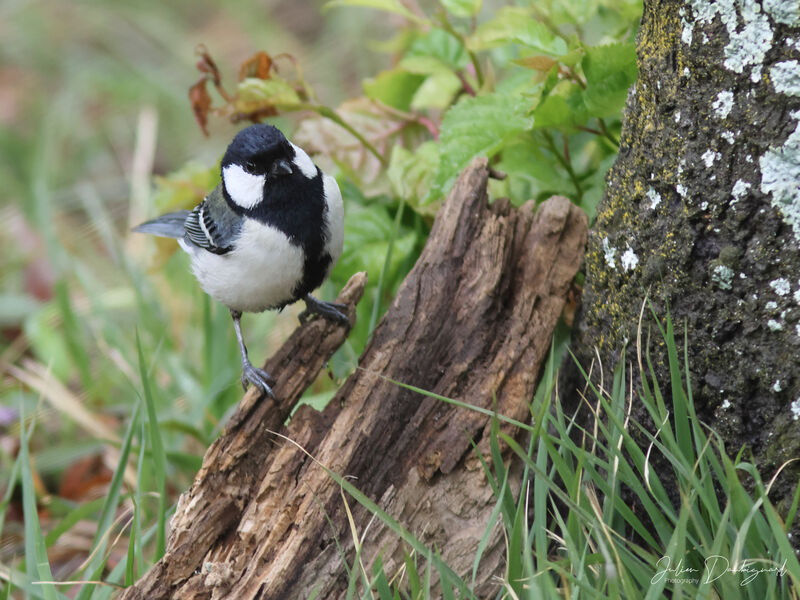 Cinereous Tit (minor), identification