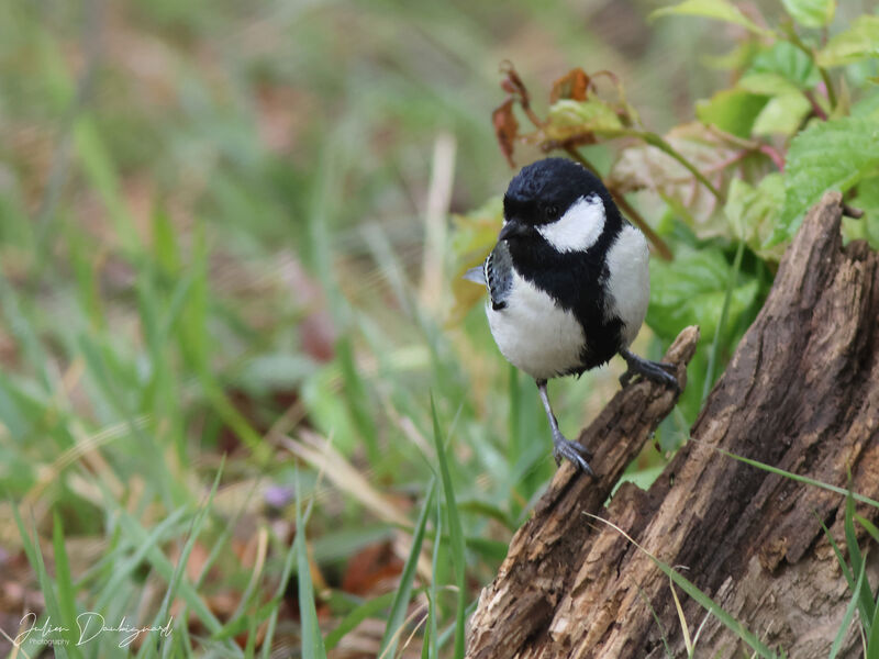 Mésange de Chine, identification