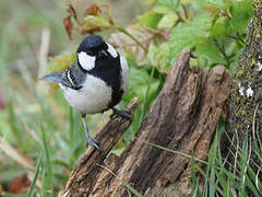 Cinereous Tit