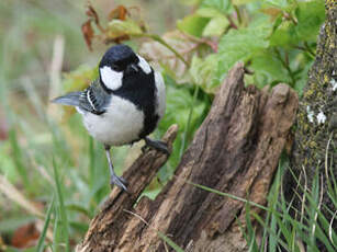 Mésange indienne