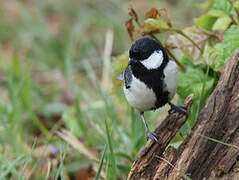 Cinereous Tit