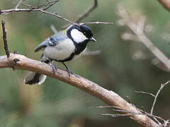 Cinereous Tit