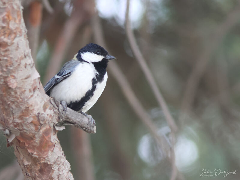 Mésange indienne, identification