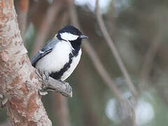 Cinereous Tit