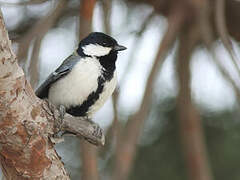 Cinereous Tit