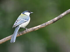 Cinereous Tit