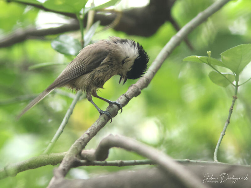 Mésange nonnette, identification