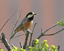 Varied Tit