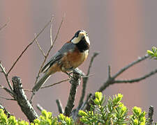 Varied Tit