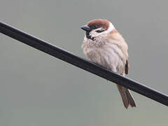 Eurasian Tree Sparrow