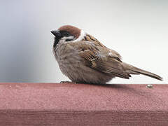 Eurasian Tree Sparrow