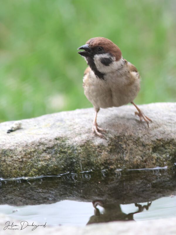 Eurasian Tree Sparrow