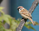 Moineau friquet