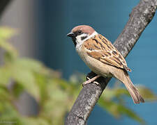 Eurasian Tree Sparrow