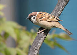 Eurasian Tree Sparrow