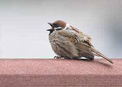 Eurasian Tree Sparrow