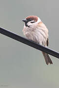 Eurasian Tree Sparrow