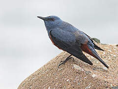 Blue Rock Thrush