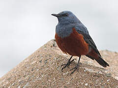 Blue Rock Thrush