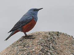 Blue Rock Thrush