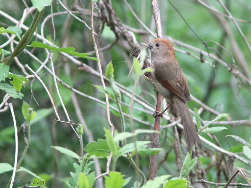 Paradoxornis de Webb, identification