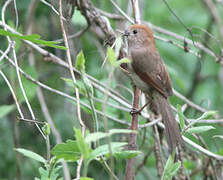 Vinous-throated Parrotbill