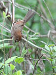 Paradoxornis de Webb