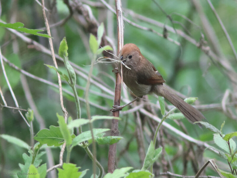 Vinous-throated Parrotbill, identification