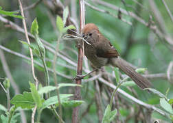 Vinous-throated Parrotbill