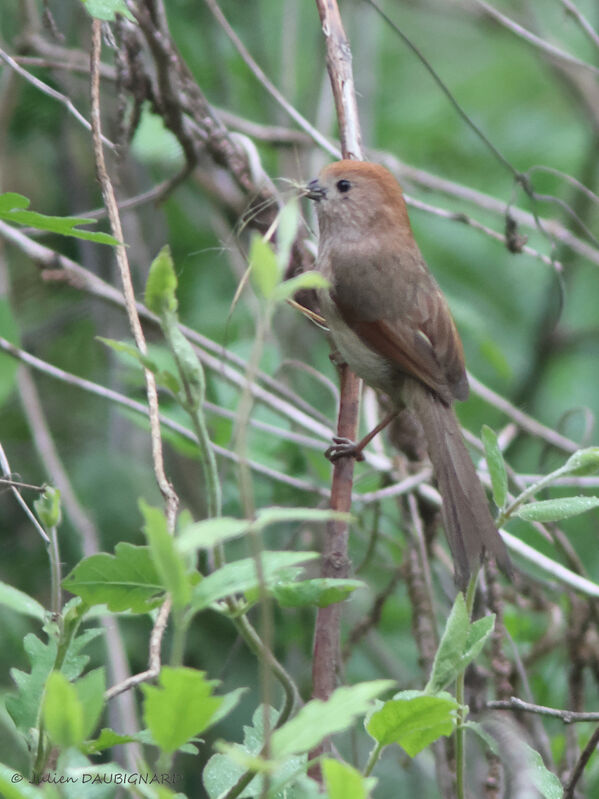 Vinous-throated Parrotbill, identification