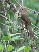 Vinous-throated Parrotbill