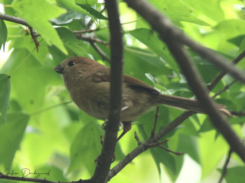 Vinous-throated Parrotbill, identification