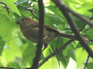 Paradoxornis de Webb