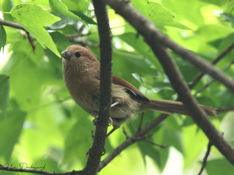 Paradoxornis de Webb, identification