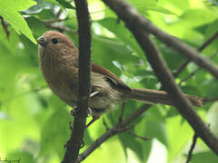 Paradoxornis de Webb