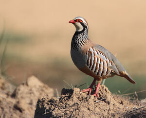 Red-legged Partridge : Pictures.