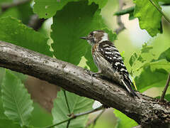 Japanese Pygmy Woodpecker