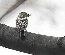 Japanese Pygmy Woodpecker