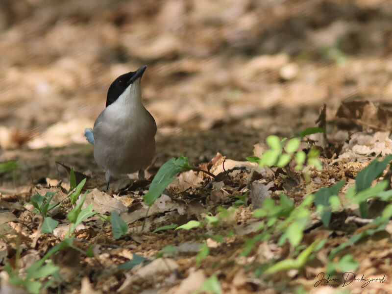 Azure-winged Magpie, identification