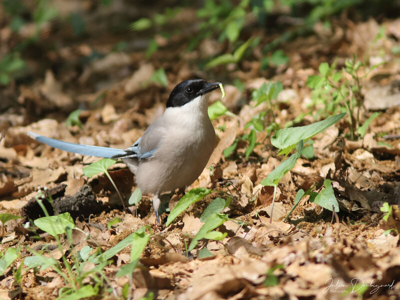 Pie bleue, identification