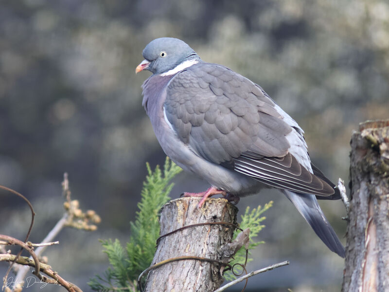 Common Wood Pigeon, identification