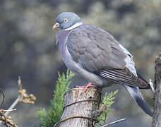 Common Wood Pigeon