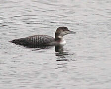 Common Loon