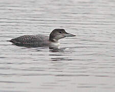 Common Loon