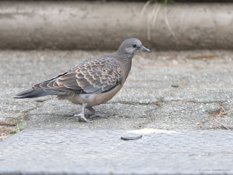 Tourterelle orientale, identification