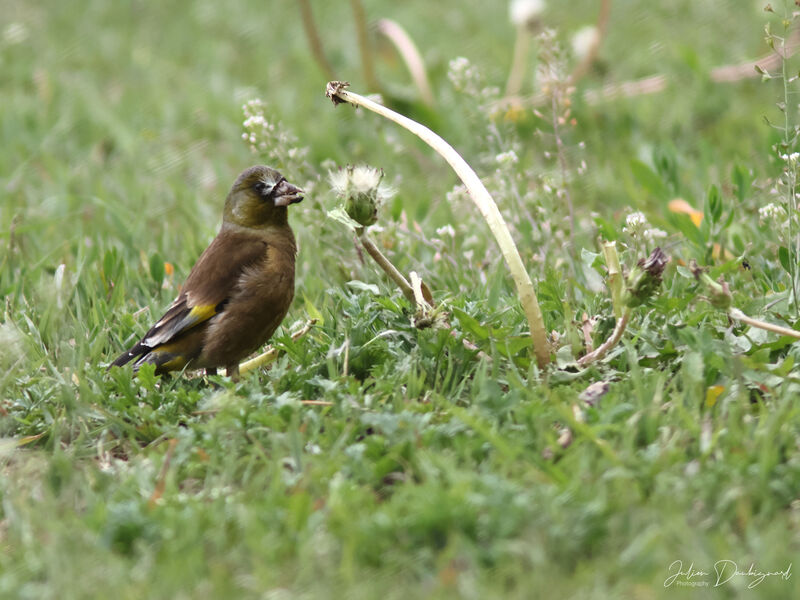 Verdier de Chine, identification